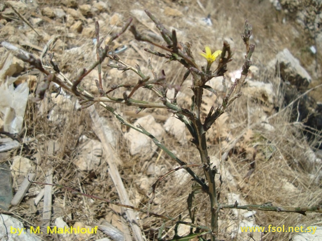 Lactuca viminea (L.) J et Presl.